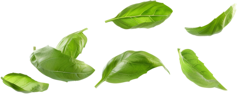 feuille de basilic